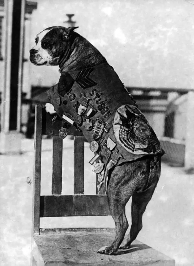 Historic Sergeant Stubby portrait