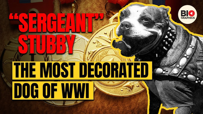 Sergeant Stubby archive image