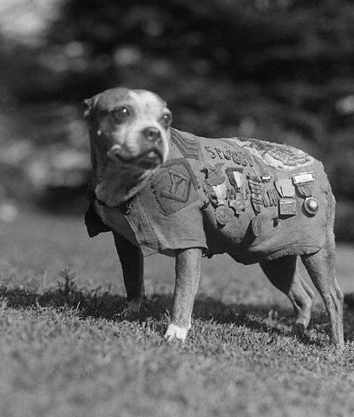 Sergeant Stubby